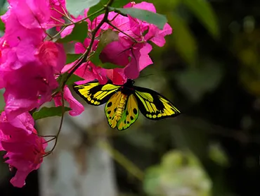 海野和男写真展：蝶・舞う 2019−2021 