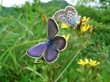 昆虫写真家・海野和男氏インタビュー】 小諸市の里山には美しき貴重なチョウが多数生息！  絶滅危惧種を含むチョウと共に過ごした30年間の経験から、個人レベルでもできる保護の取り組みを提言 : リラクオーレ 