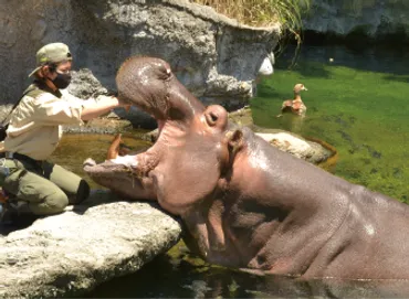 令和3年10月号 動物の幸せ追い求め 天王寺動物園動物専門員 棚田麻美さん（36歳）／寝屋川市