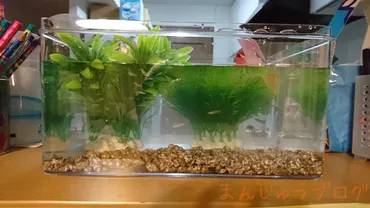 100均グッズでメダカ飼育を始めよう！セリアグッズ活用術？セリアメダカグッズで始める！簡単メダカ飼育