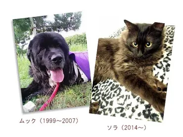 ペットロス克服のアドバイス/天国のペットに宛てた手紙とその内容