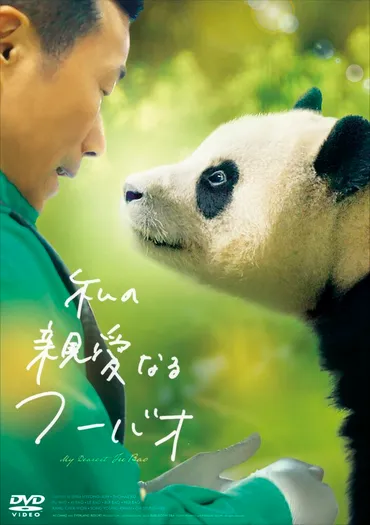 韓国生まれの人気パンダ、フーバオの感動ドキュメンタリー『私の親愛なるフーバオ』10月28日「パンダの日」にDVD発売決定 