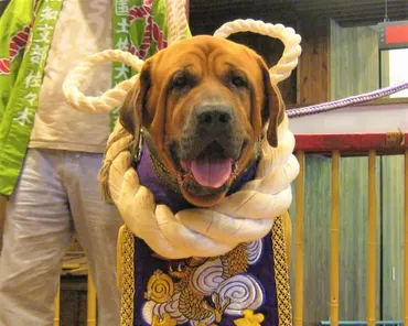 土佐犬の特徴・性格と正しい飼い方