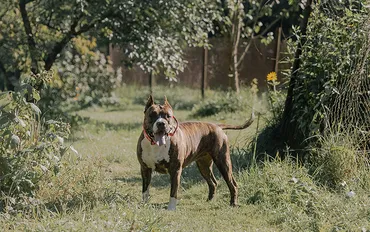 土佐犬は飼ってはいけない？！イギリスで飼育禁止の危険犬とは？ 