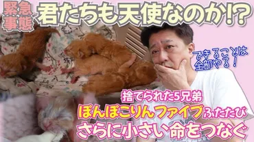 坂上忍、豪華自宅で個性あふれる゛家族゛紹介 元気な犬猫に視聴者ほっこり「可愛すぎる」