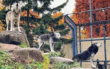 旭山動物園2024：新たな一歩を踏み出す動物たちの物語？旭山動物園の猛獣たちと、冬のイベント