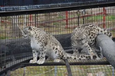 猛獣をいろんな角度で観察できる、旭山動物園の「もうじゅう館」を楽しむコツ