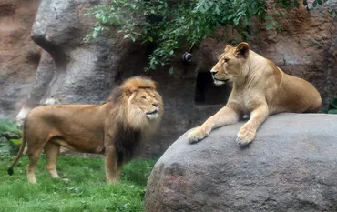 ライオンの同居＊つかず離れず徐々に接近 