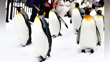 旭山動物園で冬の風物詩、「ペンギンの散歩」始まる…運動不足解消「白い雪に黒い羽かわいい」 : 読売新聞