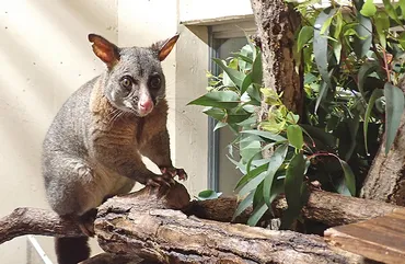 コアラってどんな動物？生態から飼育、動物園での現状まで徹底解説！(コアラ？)日本でコアラに会える場所と、気になる生態