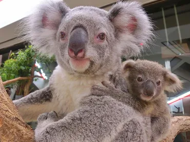 埼玉県こども動物自然公園