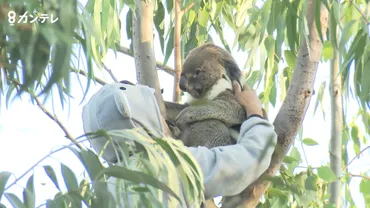 特集】さよなら、コアラの「アーク」 動物園での最後の日…アークが見せた「ある行動」に訪れた人も涙 