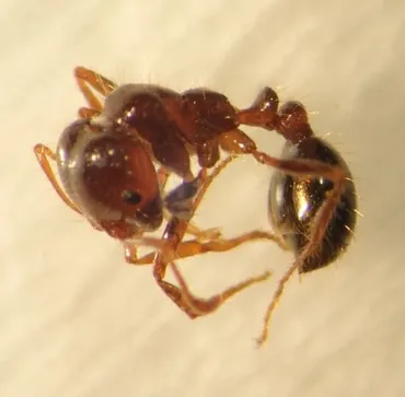 飛島ふ頭のアカカミアリとヒアリ発見！その対策は？名古屋港飛島ふ頭における外来種問題：アカカミアリとヒアリの現状