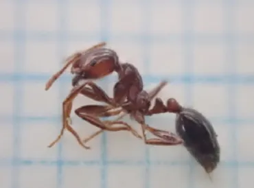 ヒアリ／名古屋港飛島ふ頭で確認、9月とは別地点 ─ 物流ニュースのＬＮＥＷＳ