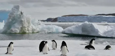 温暖化で南極の海氷が減った結果、すくすく育ったペンギンがいる模様 