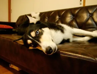 富士丸と大福【穴澤賢の犬のはなし】