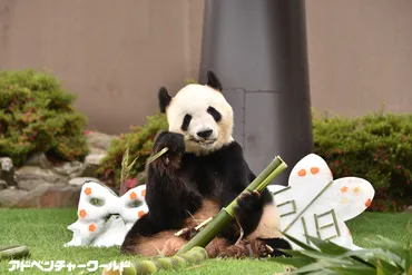 ジャイアントパンダ「永明(えいめい)」「良浜(らうひん)」に発情の兆候を確認 