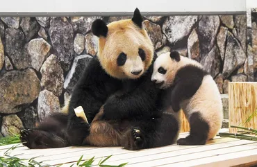 世界初゛双子同時子育て゛をした偉大な母も…パンダの「浜家」ファミリーがつないできた命（FRaU編集部） 