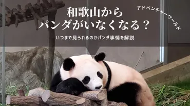 白浜のパンダはいつまで見られる？返還の理由と今後のパンダ事情を徹底解説 