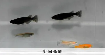 観賞メダカのゲノム解析で迫るルーツと多様性の秘密とは？観賞メダカ：ゲノム解析が解き明かす品種改良の歴史