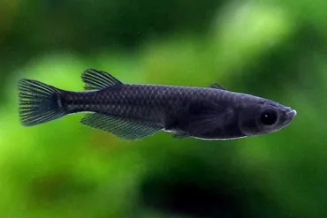 オロチメダカの特徴・作出方法から飼育・繁殖方法まで解説