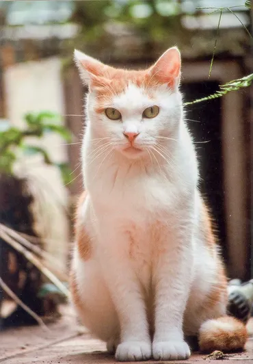 3ページ目）室井滋「長く猫を飼っていると、そろそろ別れが近いとわかるようになる。うちの6匹は1匹を除いて私の腕の中で亡くなった」 【対談：室井 滋×養老孟司】猫が教えてくれた「これが生きるってこと」＜後編＞