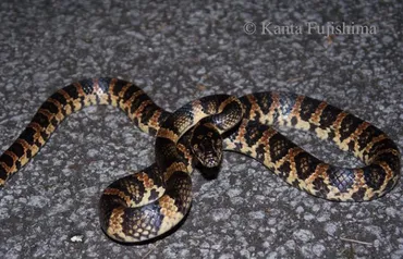 アカマタってどんなヘビ？沖縄の夜のハンターの生態や文化、ハブとの関係とは？アカマタ：沖縄の夜のハンター