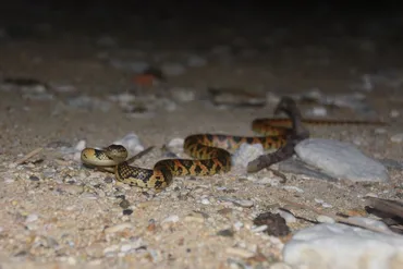 アカマタ – Yambaru Nature Guide Wanyu