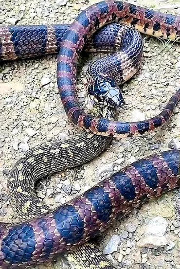 アカマタがハブを頭からのみ込む 動いていたしっぽが無抵抗に 沖縄県:朝日新聞