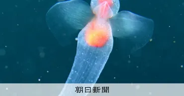 クリオネってどんな生き物？流氷の天使、その生態と魅力に迫る！流氷の妖精、クリオネの世界