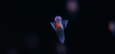 ハダカカメガイ（クリオネ）