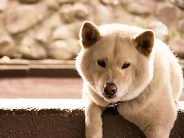 ペットも被災者であることを忘れてはいけない 