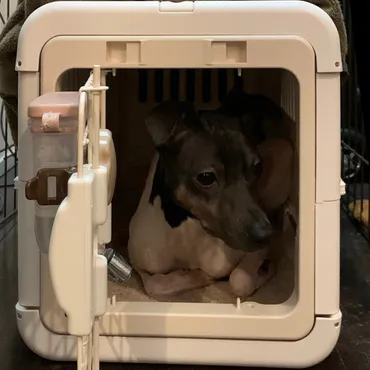 ペットも一緒に防災対策「防災の日」に再チェックを！ 