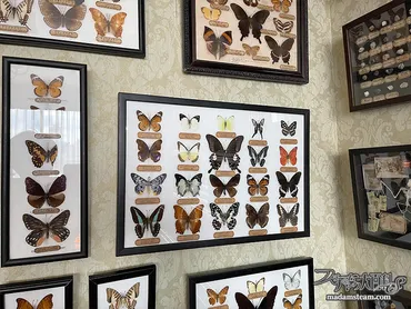 『少年の日の思い出』と蝶：壊れてしまったコレクションが教えてくれること(？)罪と後悔と、取り返しのつかない蝶