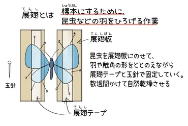 少年の日の思い出」あらすじと要点・ポイントを解説！【テスト対策】中学1年国語