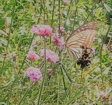 ヘルマン・ヘッセ「少年の日の思い出」③ 