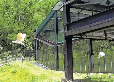 本州初のトキ放鳥、来年に能登地方で実施…生息域の分散・拡大目指す : 読売新聞