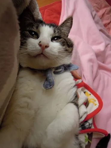 どうぶつがかりとは