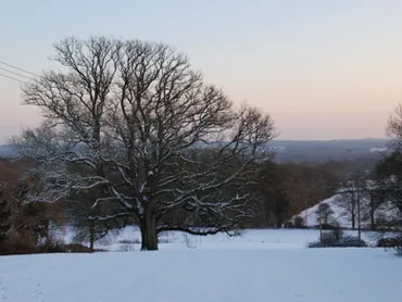 立教大学の森と家具：巨樹と歴史が語る、自然と文化の物語？英国の森と日本の大学、家具の変遷、そして自然からのメッセージ