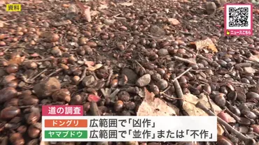 危険信号】クマのエサとなるドングリが「凶作」…ヤマブドウも「不作・並作」ヒグマの出没が止まらない北海道で、さらに市街地への出没が増える恐れ