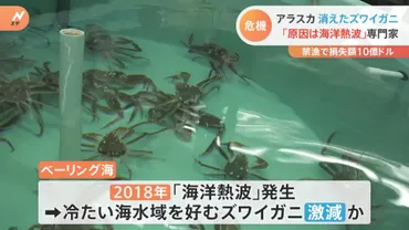 アラスカ・ベーリング海でズワイガニが消えた！？史上初の禁漁と「海洋熱波」 禁漁による損失額およそ1350億円 