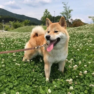 ツンデレで頑固なところも最高! 柴の飼い主385名が「愛犬の好きなところ」を熱く語る