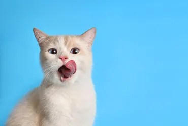 愛猫との「キス」は危険?チューで感染する可能性のある病気4選