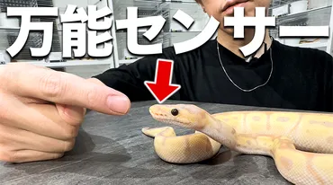 ヘビの神秘】万能センサー「ピット器官」とは?