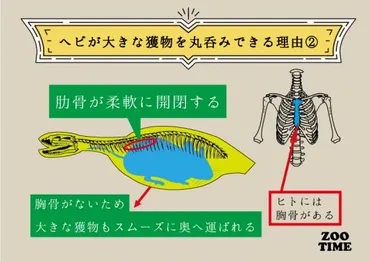 骨から学ぶ!ヘビが丸呑みできるしくみ