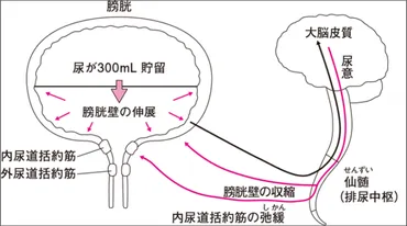お風呂でオシッコってあり？衛生面や心理、医学的見解を徹底解説！お風呂での排尿、実は〇〇だった！？