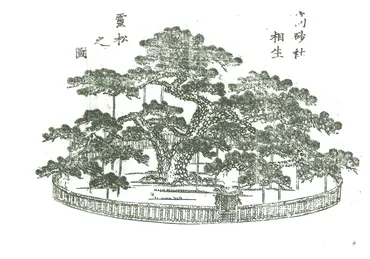 第四回】「相生結び」は、「相生の松」を意匠化したもの