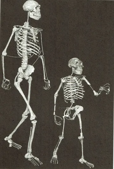 人類の進化、その驚きの真実！絶滅した人類種との関係とは？人類の進化、新発見で書き換えられる！？