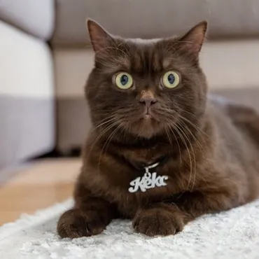 猫の名前、世界共通？それとも国別？(猫の名前の文化)世界中の猫の名前事情とは！？
