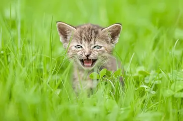 猫の鳴き声の英語での言い方とは